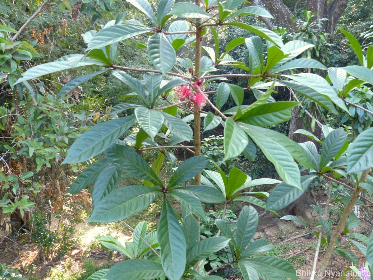Barringtonia racemosa (L.) Spreng.
